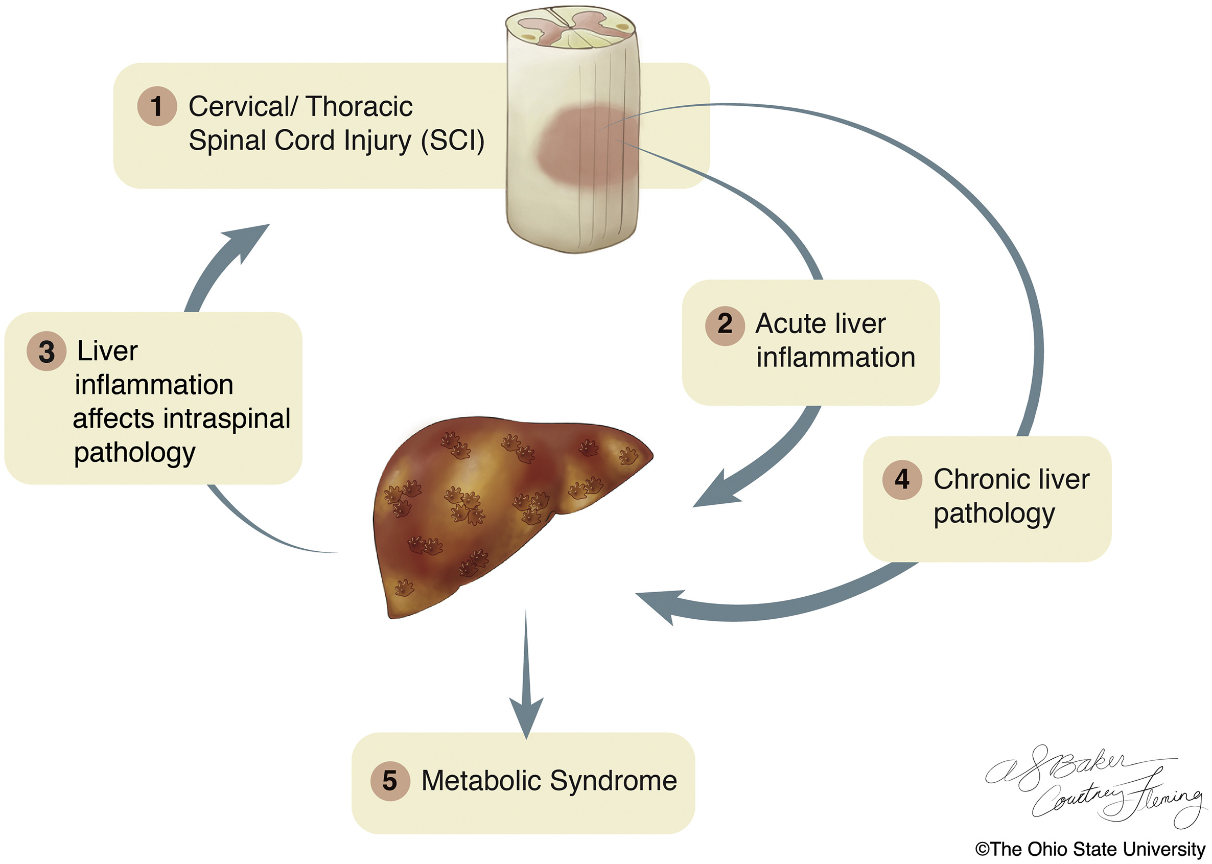 sci_liver_loop.jpg