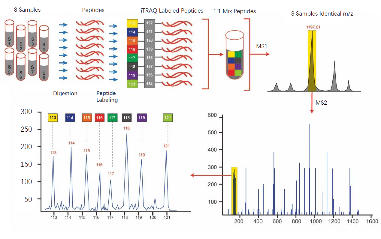 image-iTRAQ-TMT-workflow2.png