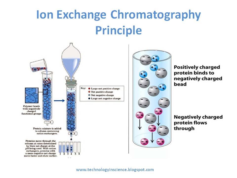 strong_cation_chromatography.jpg